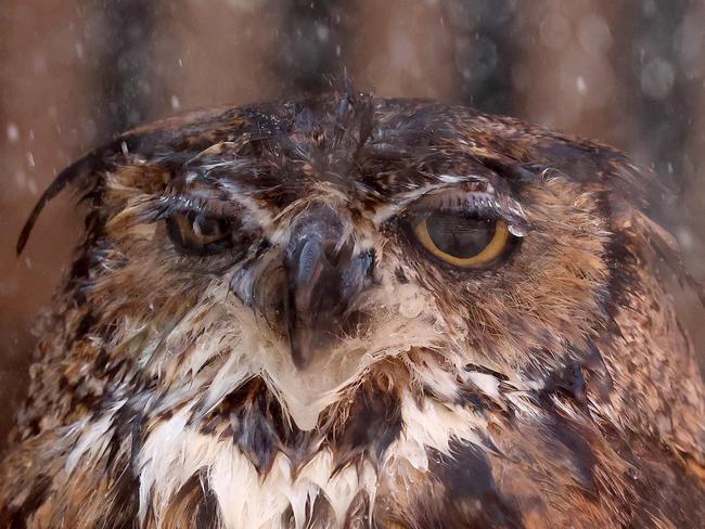 Too-wit too-woo, thank you, says Snickers, a great horned owl being sprayed down in Phoenix, Arizona, during afternoon temperatures above 40 degrees amid the city's worst heatwave on record. Picture: Mario Tama/Getty Images via AFP