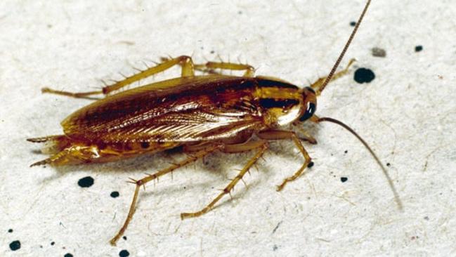 A German cockroach.