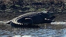 Massive croc spotted at a popular Shady Camp fishing spot. Picture: Kalais Minnis