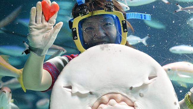 A diver gets up close and personal with a ray at Sunshine Aquarium.