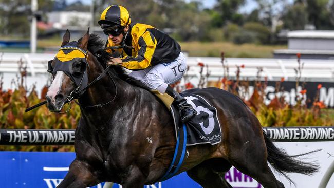 Trapeze Artist has been well backed to win the Hobartville Stakes.