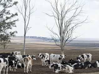 Dairy Farmers. Picture: Kevin Farmer