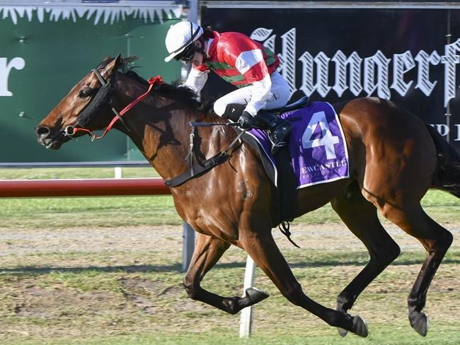 Russley Crown returns to Newcastle looking for back-to-back wins in the Jungle Juice Cup. Picture: Bradley Photos