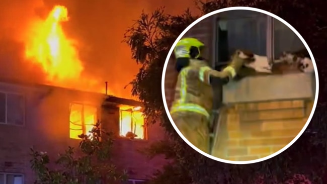 Several cats trapped inside a burning building in Sydney's southwest have been rescued.