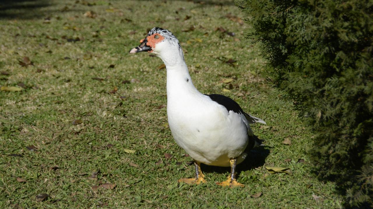 Dwayne the duck, a five-month-old muscovy, managed to chase away a would-be trepasser from his owner's Harristown home.