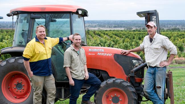 Ryan Arnold, Tim Arnold and Michael Arnold, Loxton citrus growers, Supplied by the family