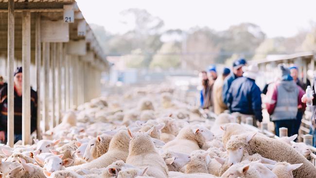 Australian lamb will become more competitive in the export market as the price differential with New Zealand narrows. Picture: Chloe Smith