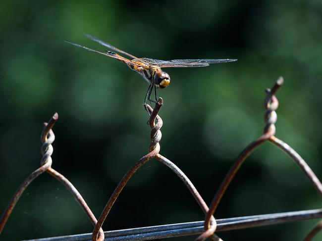 A dragonfly rests on a warm Darwin day. Picture: Pema Tamang Pakhrin