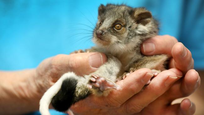 Bev Langley of Minton Farm animal sanctuary has had 14 rescued possums in the last week - most have been attacked by cats. Picture: AAP / Dean Martin