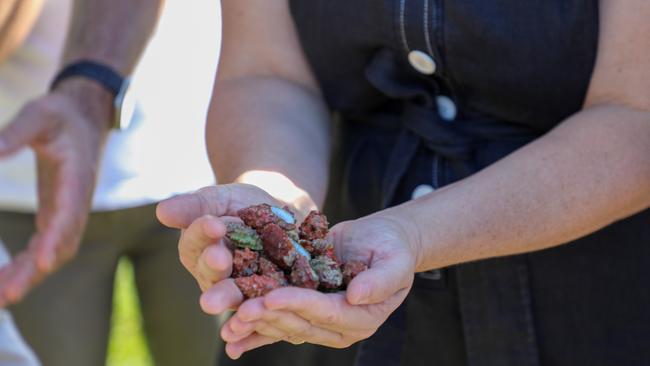 Queensland senator Nita Green holds Drupella snails. Picture: Supplied