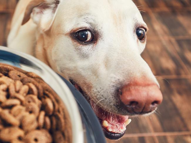 ISTOCK: Domestic life with pet. Feeding hungry labrador retriever. The owner gives his dog a bowl of granules.