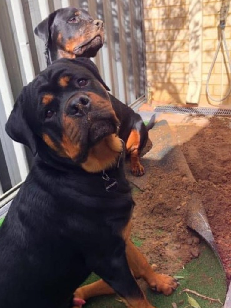 An image of Bronx and Harlem, who had ripped up some turf, shared to social media. Picture: Facebook