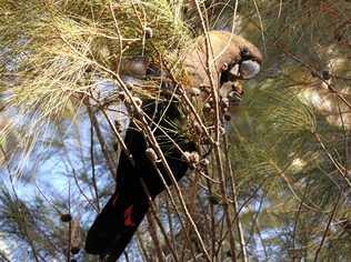 MIDDAY MEAL: A glossy black cockatoo snacking in a she-oak tree. Picture: Diane Guthrie