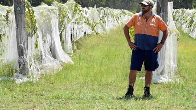 Simon Berry surveys the vines. Picture: Madeline Grace