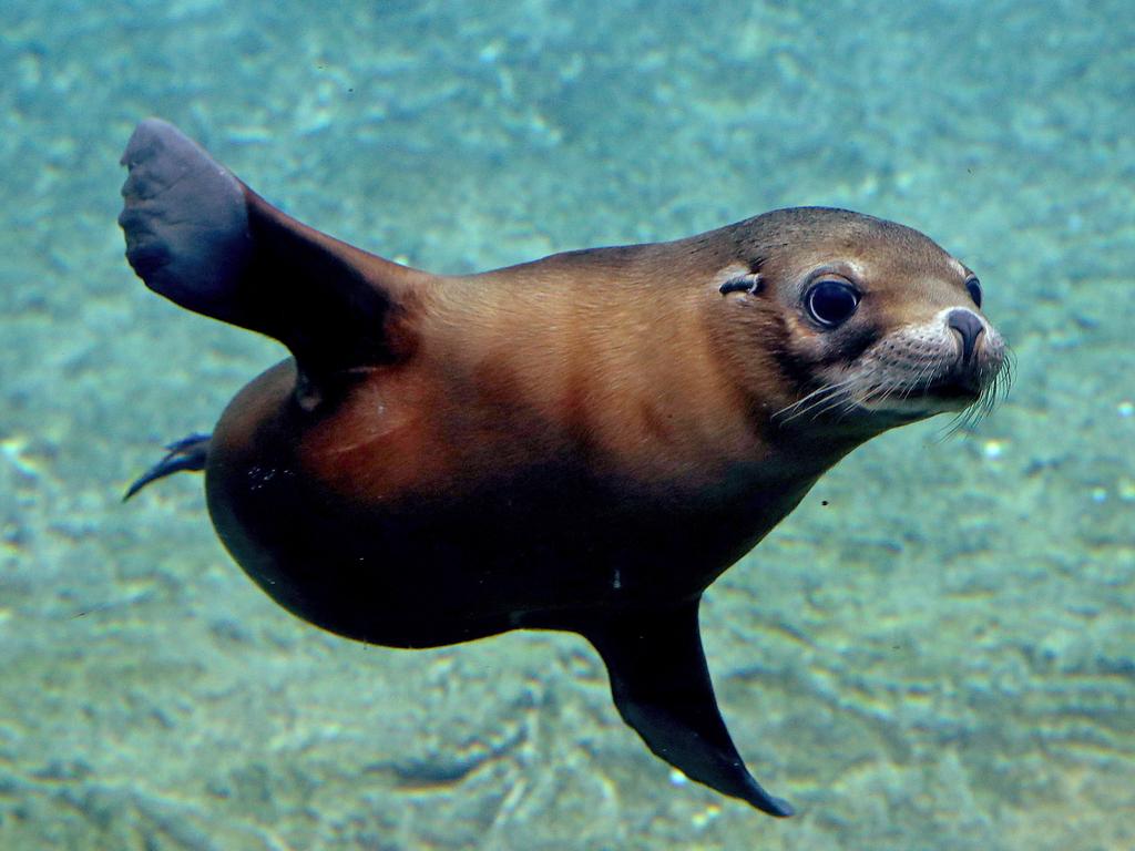 Australian Sea Lion pup. Picture: Toby Zerna