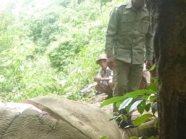 *** FURTHER USE PLEASE CONTACT ELEPHANT FAMILY ***..Pictured Illegal killing of wild elephant in Rakhine state..Asia¿s endangered elephants are up against an emerging and horrifying threat: skinning. Elephant carcasses have been found stripped of their hides deep inside Myanmar¿s jungles in increasing numbers, fuelling a terrifying new demand in China. ..Credit Myanmar Government