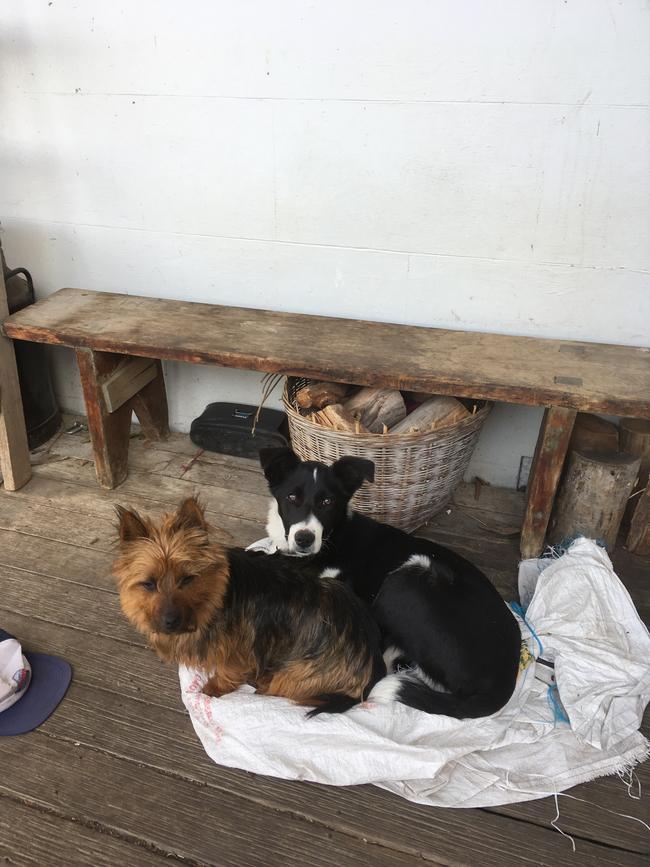 Friends Lottie the Australian Terrier with Buzzy the Border Collie pup just waiting to grow up and work with sheep on their farm in Tasmania. Picture: Elizabeth Long