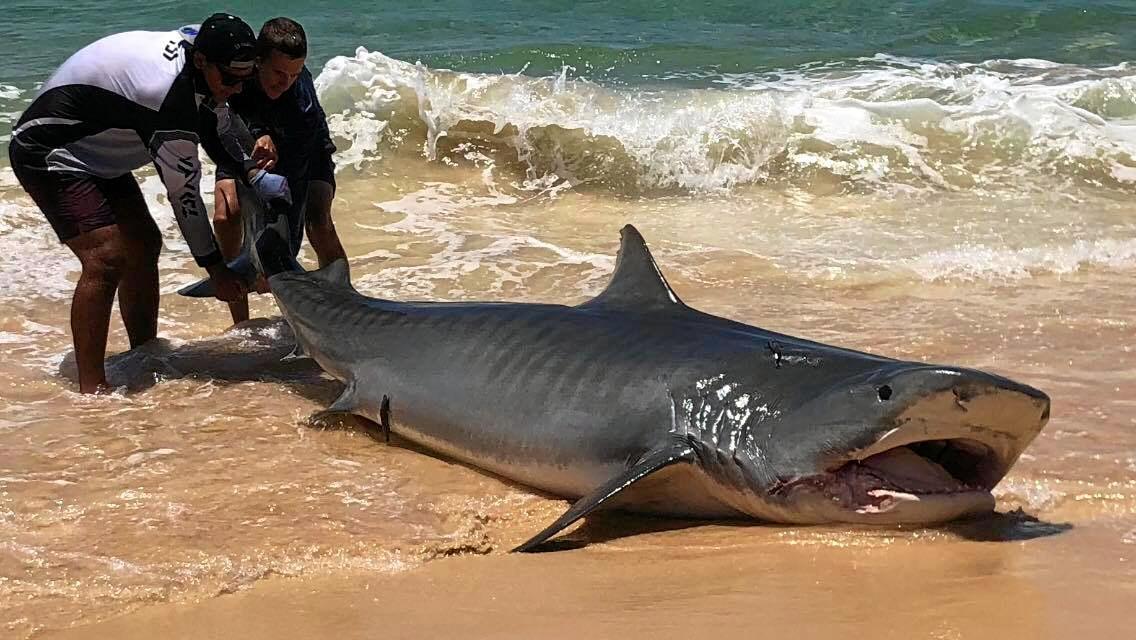 SHARK CULL: MP stands by contoversial call for open season