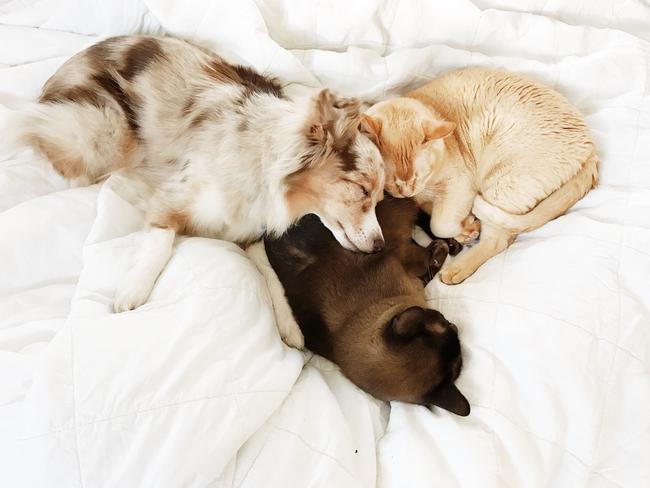 Lola the Mini Aussie ... “Love #BetterTogether. “ Picture: Instagram