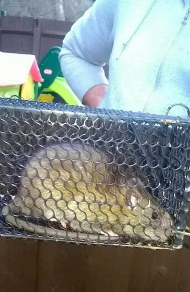 Picture shows a massive rat that was caught in a back garden an Gravesend, Kent. Picture: Mega