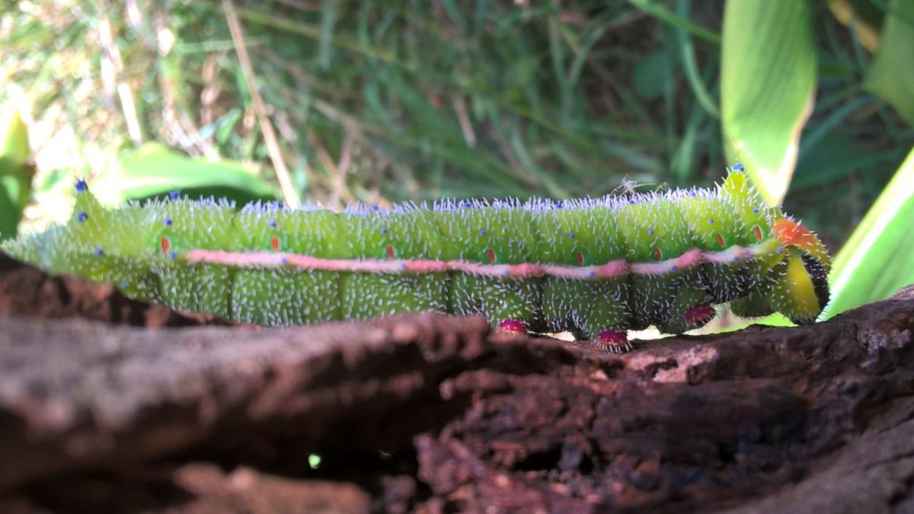 Emperor moth caterpillar in a gum tree.