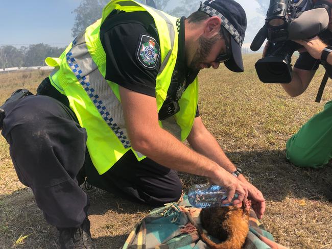 A possum rescued from the Cornubia fire. Picture: Judith Kerr