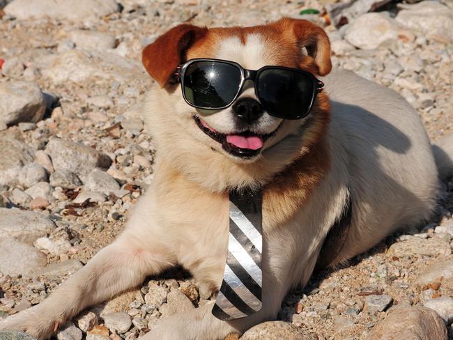 This is an unrelated photo of a dog wearing glasses that we usually pull out for stories about dogs accidentally getting stoned. Glasses can make even the nerdiest dogs — like this one is, world class nerd dog — cool.