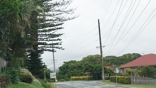 Two Norfolk pines on Terranora Road will be removed due to declining health.