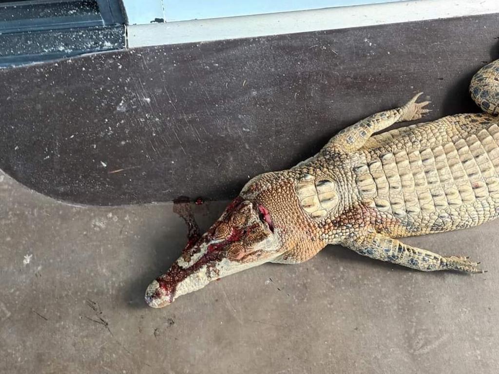 Hermés: stop killing crocodiles. Take action at collectivefashionjus