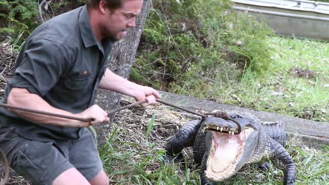 Why Australian Reptile Park keepers are raiding alligator ...