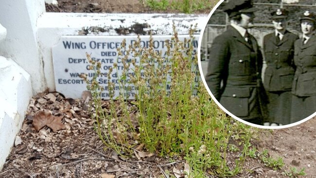 Weeds obscure the Toowong Cemetery grave of significant Queenslander Dorothy Hawthorn.