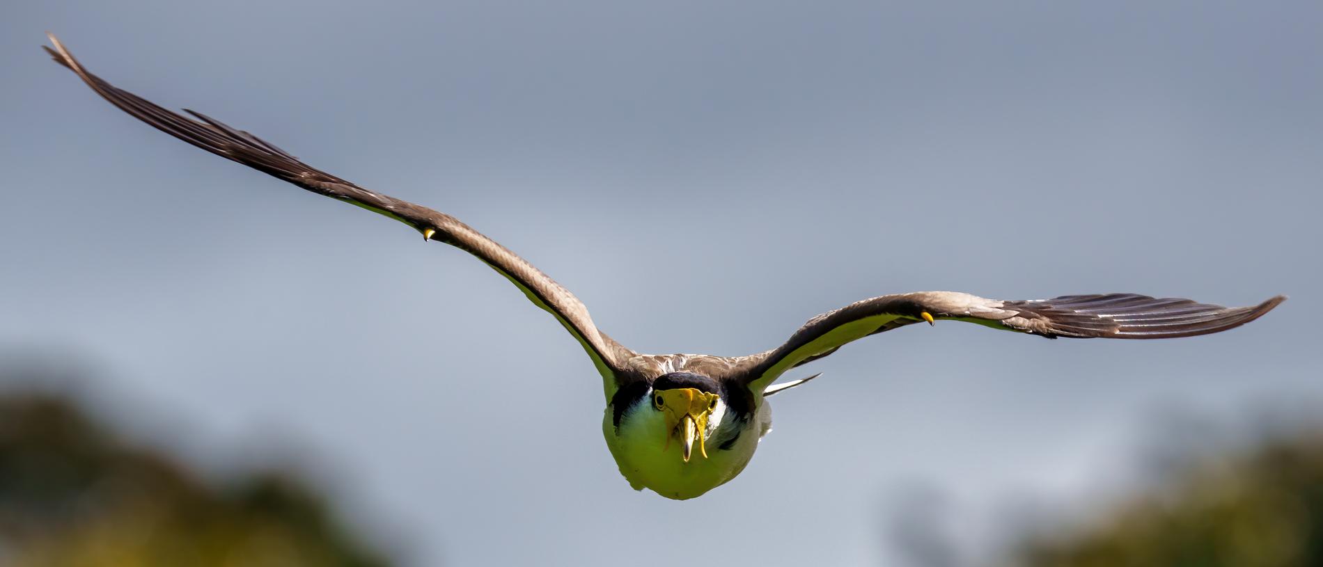 A Spur Winged Plover, also known as a masked lapwing.