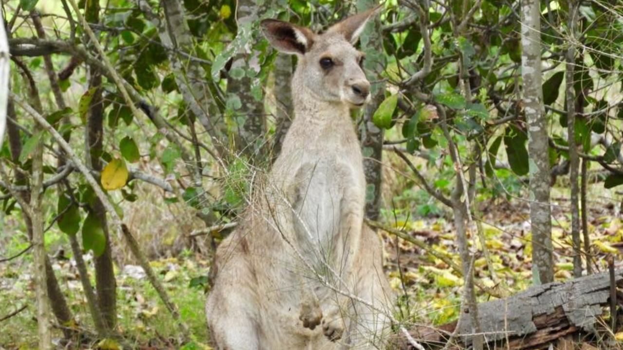 Sunshine Coast traffic crash with a kangaroo | The Courier Mail