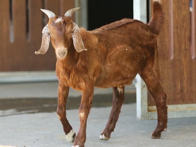 Eddie the 1 year old goat. Picture: Zak Simmonds
