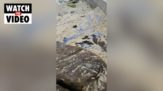 Disturbing find on NSW beach