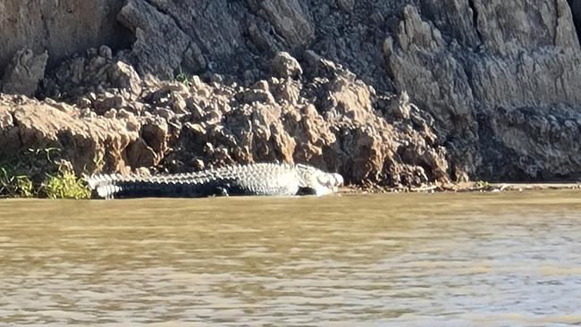 A problem crocodile that was targeted for removal from the Fitzroy River in Rockhampton in 2023.