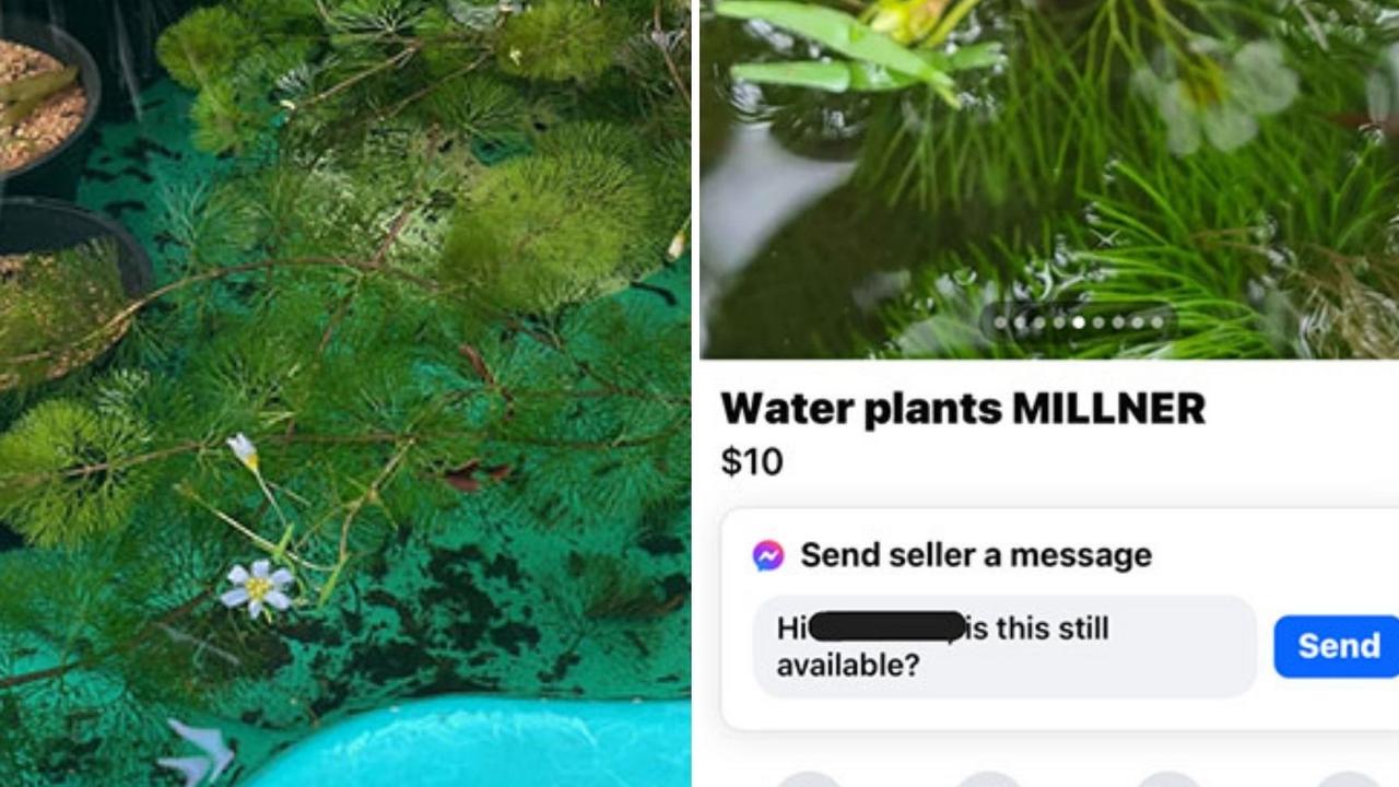 Darwinite caught selling invasive weed on Facebook marketplace
