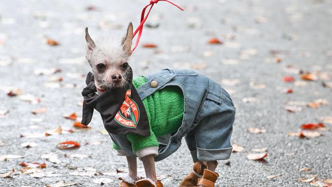 Million Paws Walk at Adelaide Botanic Gardens. Picture: Brenton Edwards