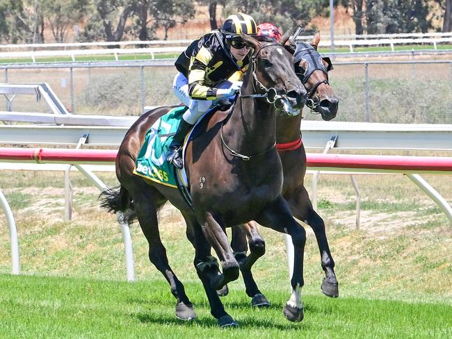 Vienna Vixen can post another first-up win for the Ciaron Maher and David Eustace stable at Bairnsdale on Monday. Picture: Racing Photos via Getty Images.