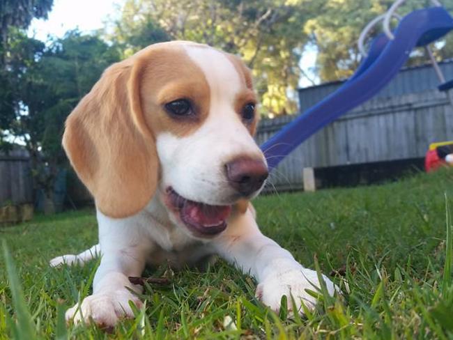 Aleshia Williams loves her dog Bagel the beagle. Bagel is Instafamous and can follow her on via @bagelbeagle_44. She’s the chief mess maker, master food snatcher and executive in charge of chewing up toys. But she’s oh so lovely.
