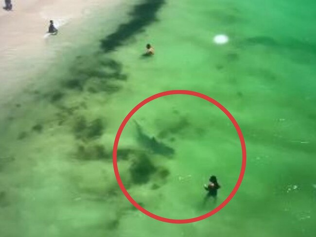 Heart-stopping drone footage has captured the moment a huge shark came dangerously close to a woman standing in the shallows.