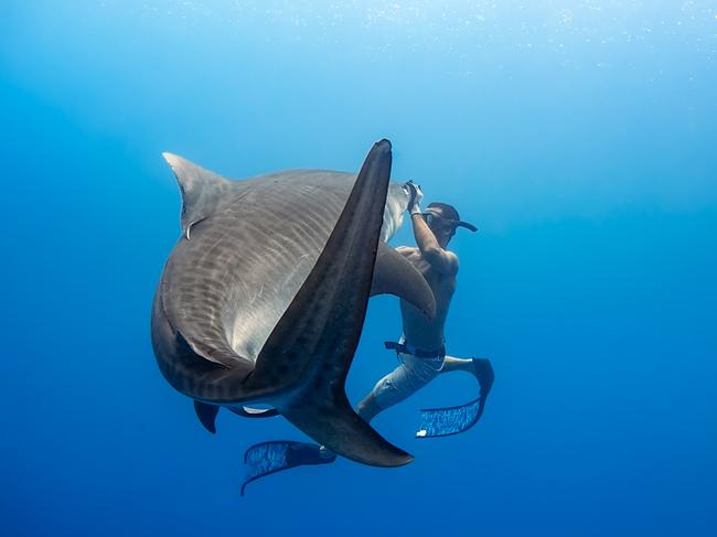 This shot shows the distinctive stripes that give the tiger shark its name. The stripes fade the older the animal gets. Picture: Cam Grant/Pierrick Seybald/Australscope