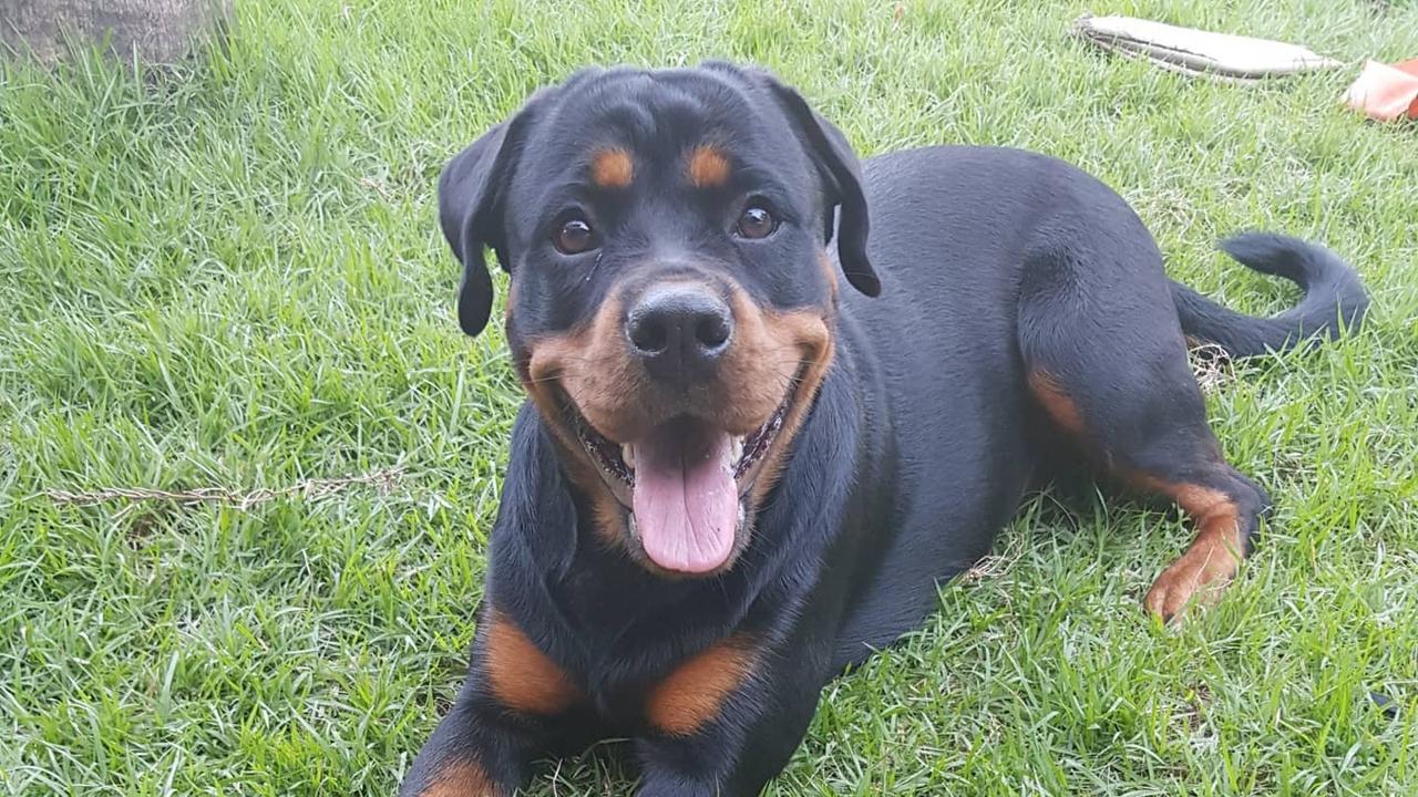 Rottweiler dog coco.