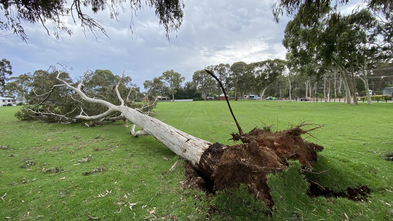 Strong winds brought down this massive tree off Stonyfell Rd. Picture: Roy VanDerVegt