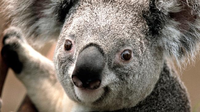 There’s a new koala conservation area in the works.