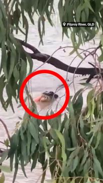 Huge croc munches on traffic cone in QLD river