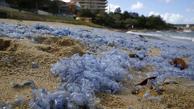 Invasion of marine stingers comes early to Sydney | The Australian