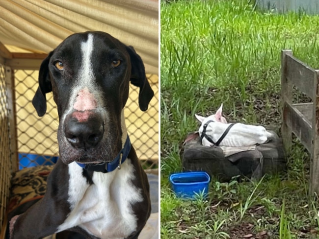 Shocking images have angered residents after two dogs were left in the backyard of a Far North Queensland home, to ‘starve’. 