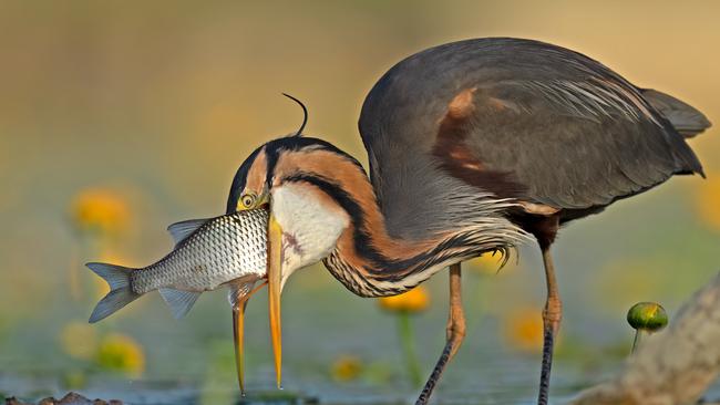 NO WAY OUT Purple Heron Ardea purpurea. Lake Chiusi, Italy. Antonio Aguti, Italy. Category: Comedy Bird Photo. GOLD AWARD WINNER.