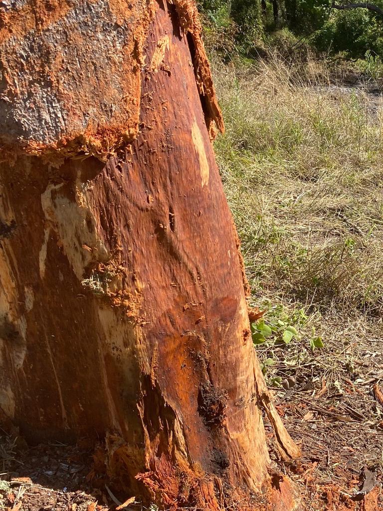 Close up of the gum tree on the side of the Wide Bay Highway with its torn off bark scattered around its base.